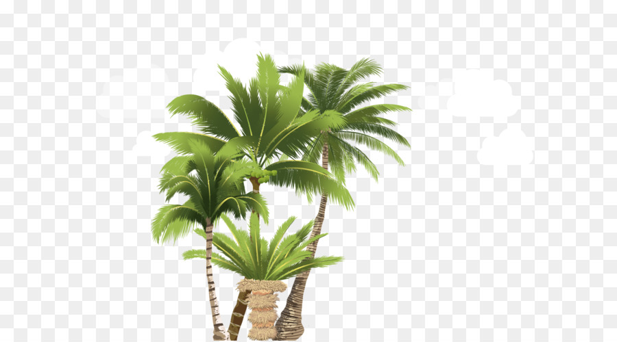 Arecaceae，زهور PNG