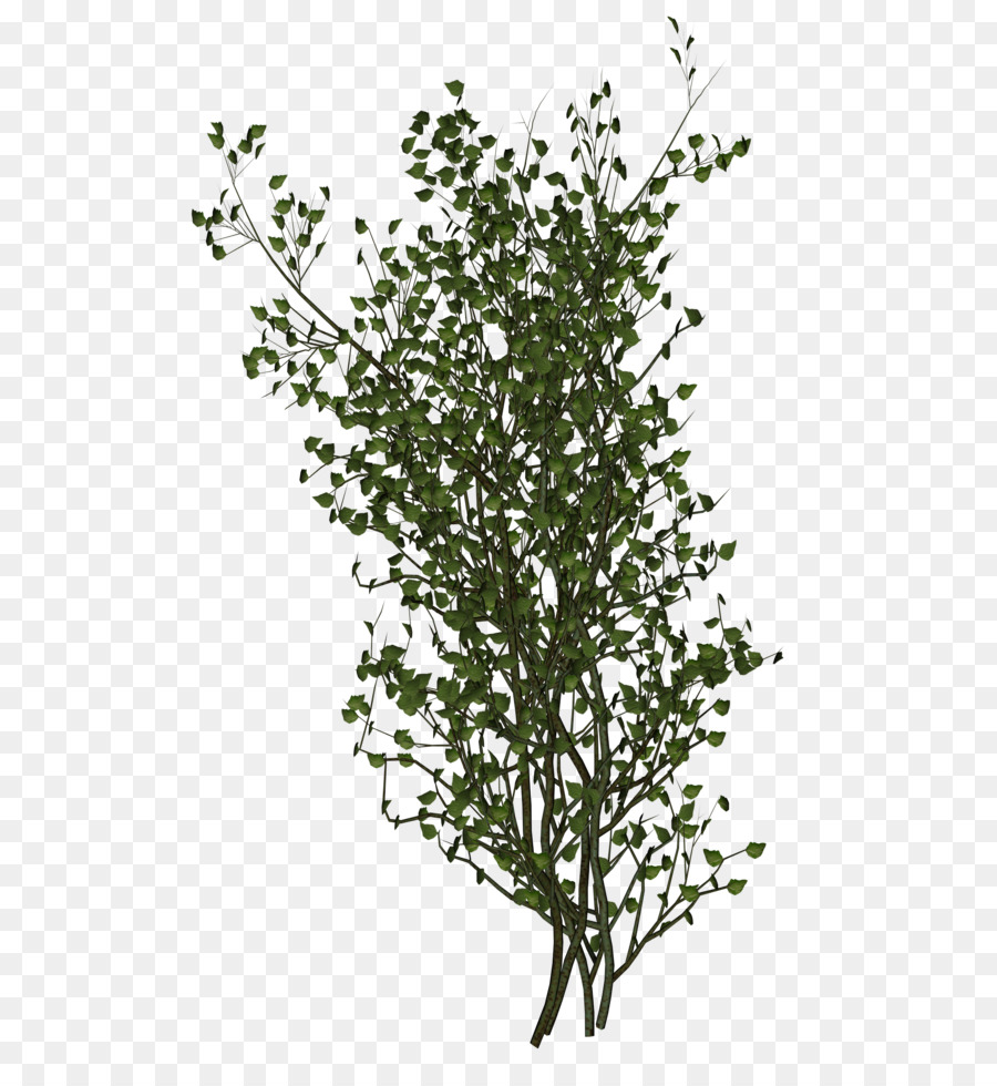 شجرة，Outtree PNG