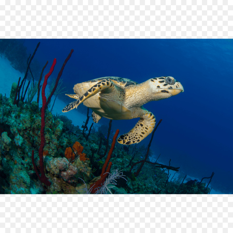 السلاحف البحرية ضخمة الرأس，السلاحف PNG