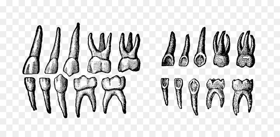 الأسنان اللبنية，الإنسان الأسنان PNG