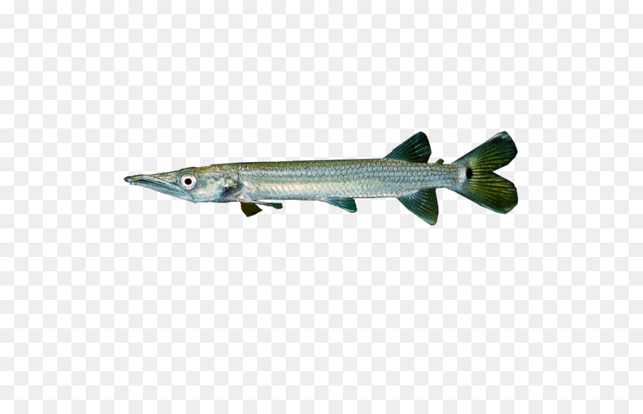 Ctenolucius Hujeta，الأسماك PNG