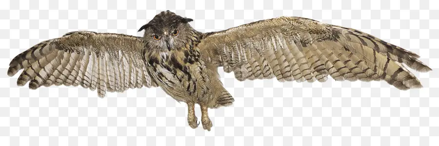 البومة，الأوراسي Eagleowl PNG