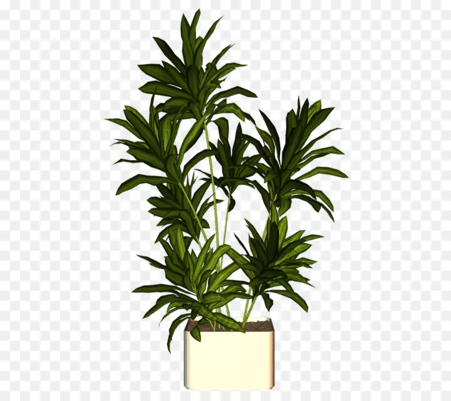 Arecaceae，مصنع PNG