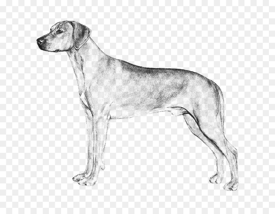 الكلب تولد，كلب صيد الثعالب الإنجليزية PNG