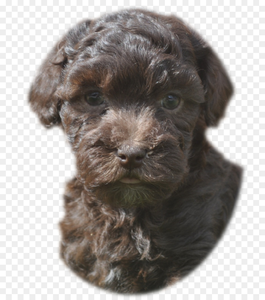 Cockapoo，Schnoodle PNG