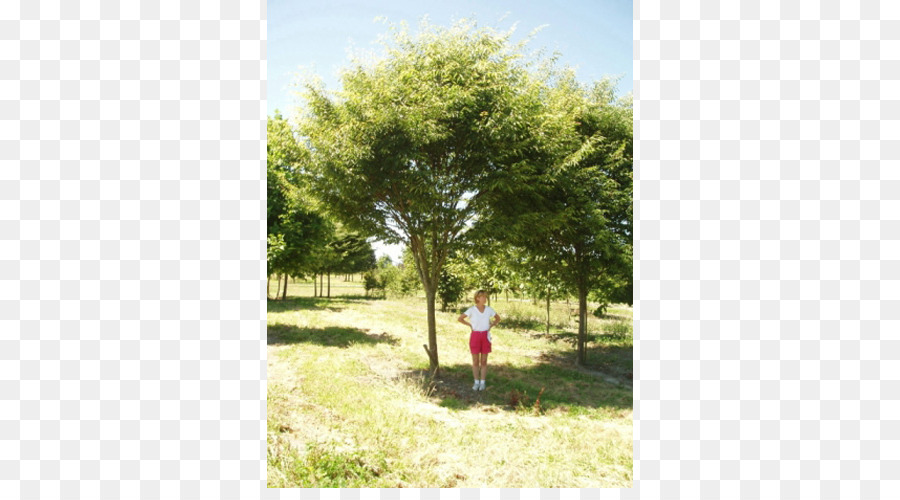 شجرة，شجرة الظل PNG