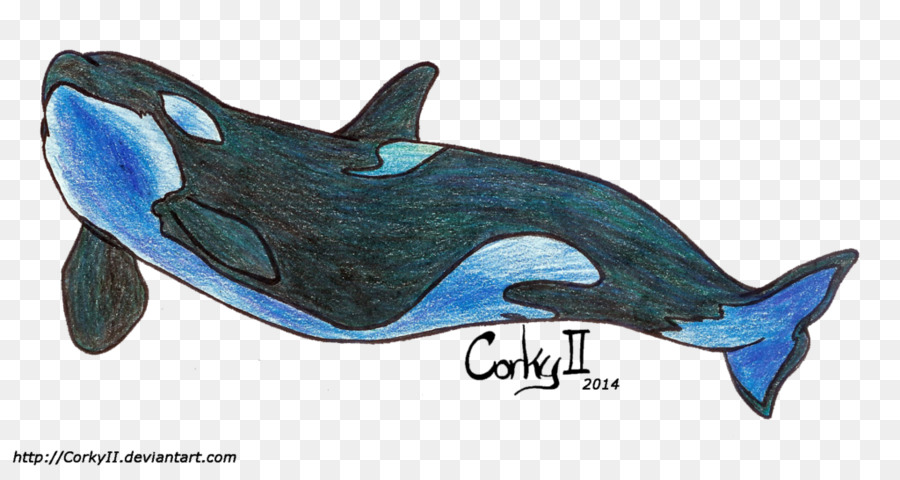 الحوت القاتل，المشتركة للدلافين PNG