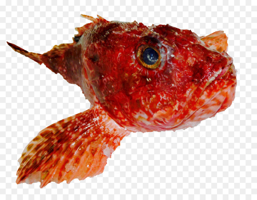 الأسماك，الهامور PNG