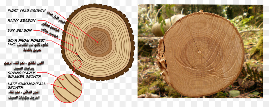 الخشب，شجرة PNG