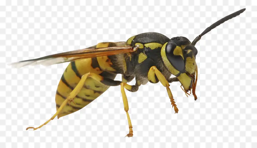 النحل，دبور PNG