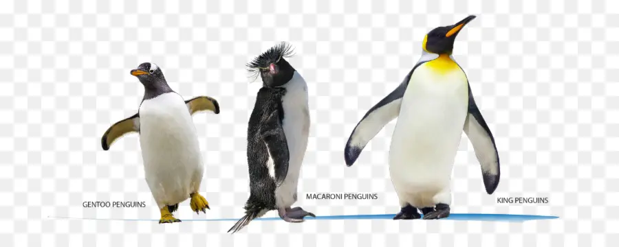 الملك البطريق，الجغرافيا النجاح PNG