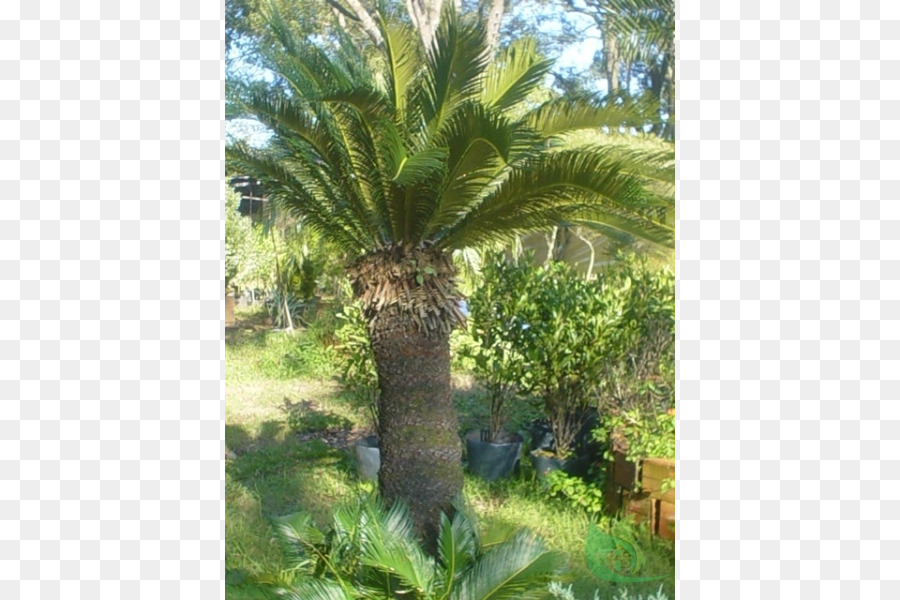 Babassu，النبات المجتمع PNG