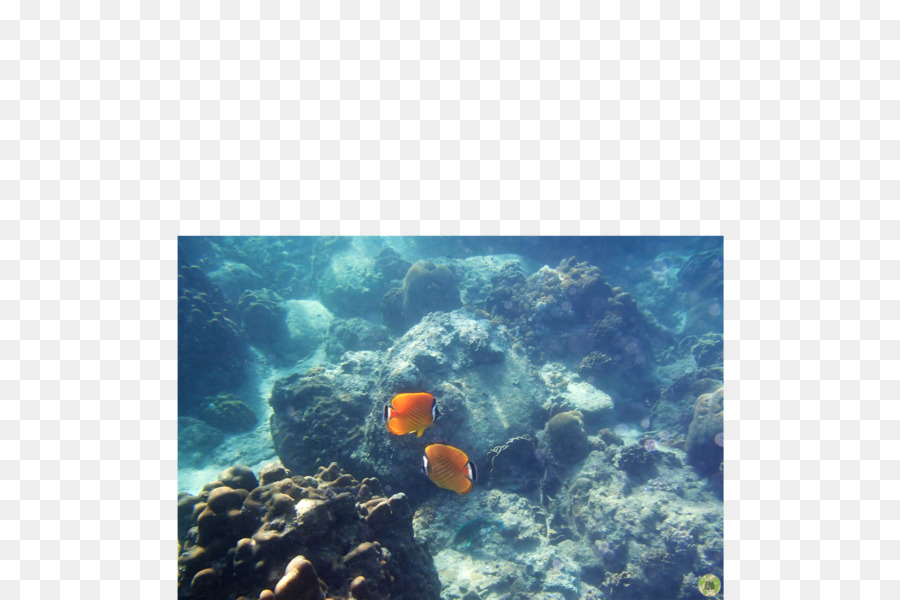 الشعاب المرجانية والأسماك，الشعاب المرجانية PNG