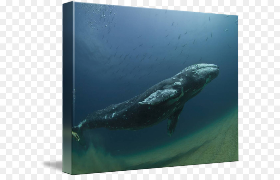 Wholphin，رتبة الحيتان PNG