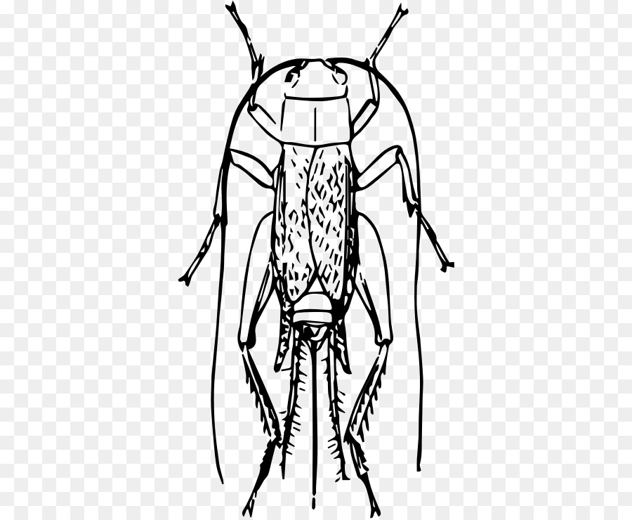 الحشرات，الرسم PNG