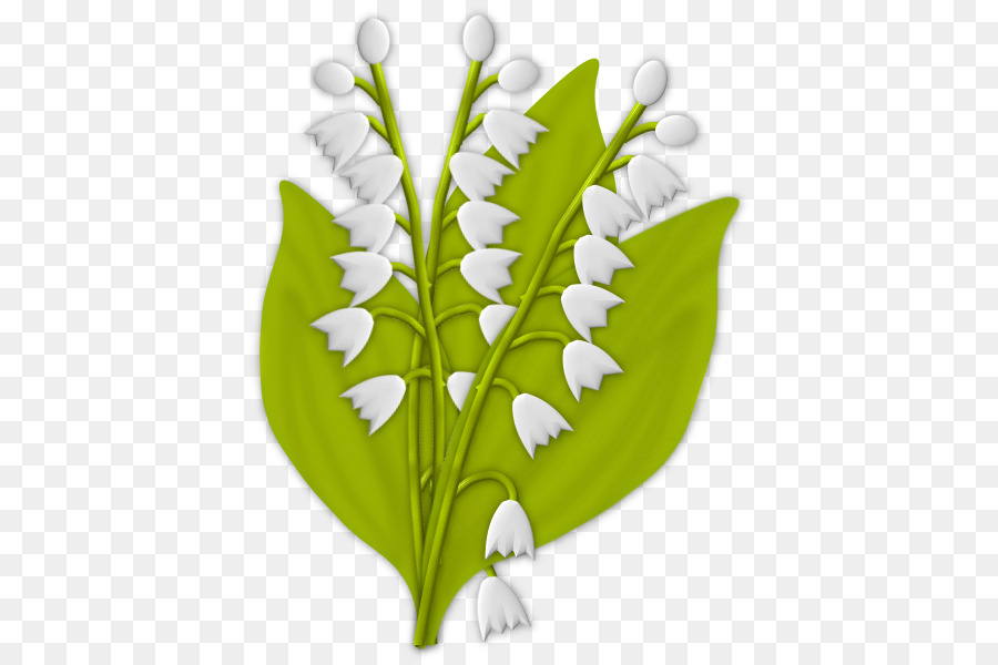 زنبق الوادي，الجذعية النباتية PNG