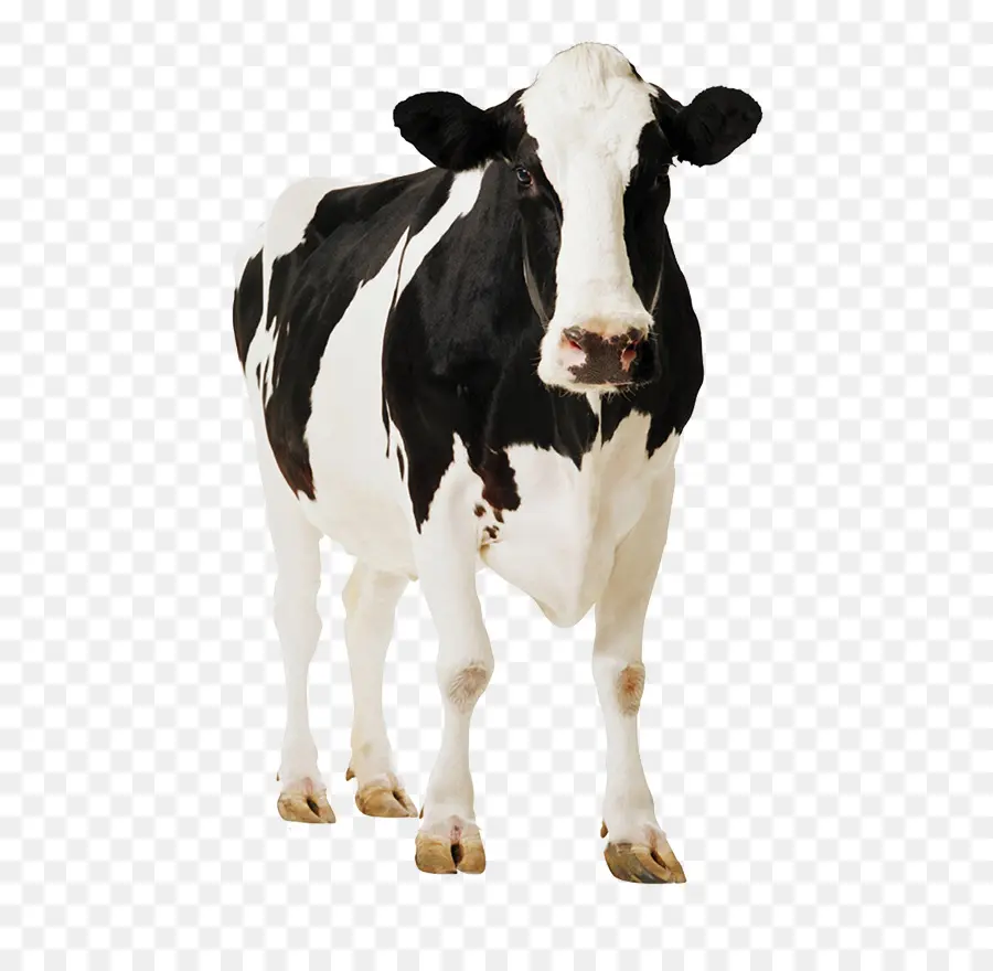 الأبقار الفريزيان هولشتاين，Standee PNG
