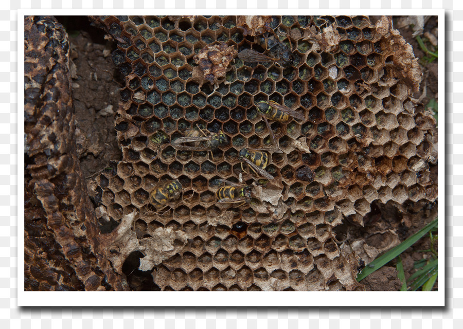 خلية النحل，عسل النحل PNG