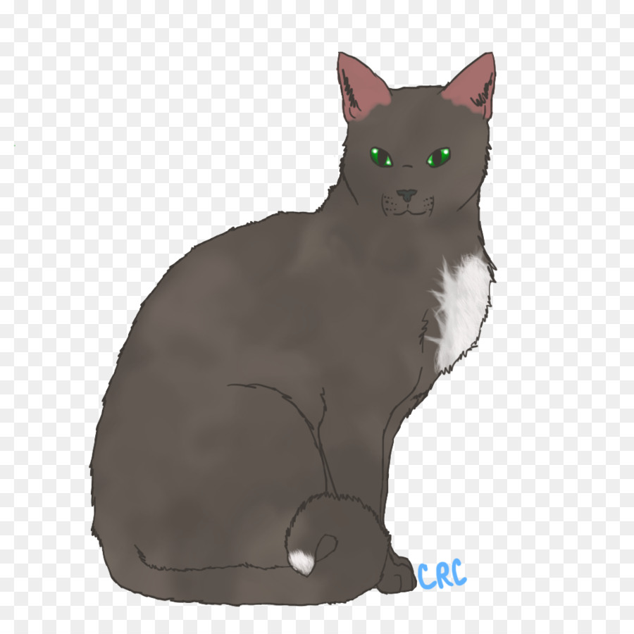 American Wirehair，كورات PNG