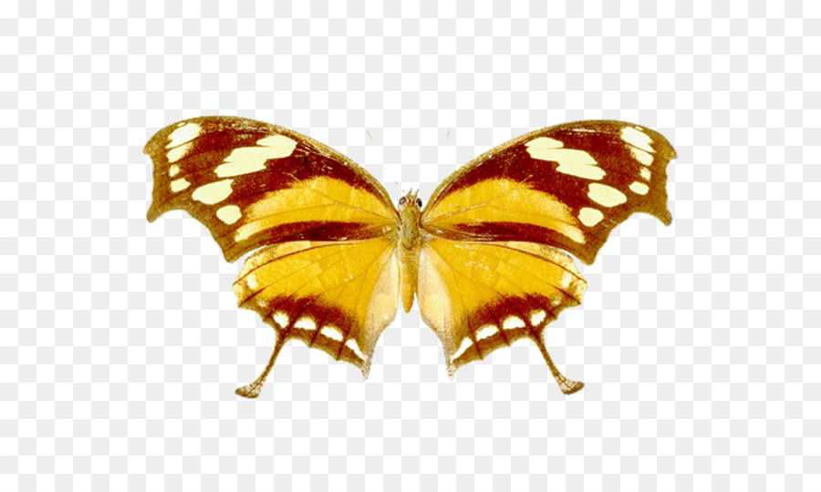 العاهل الفراشة，Pieridae PNG