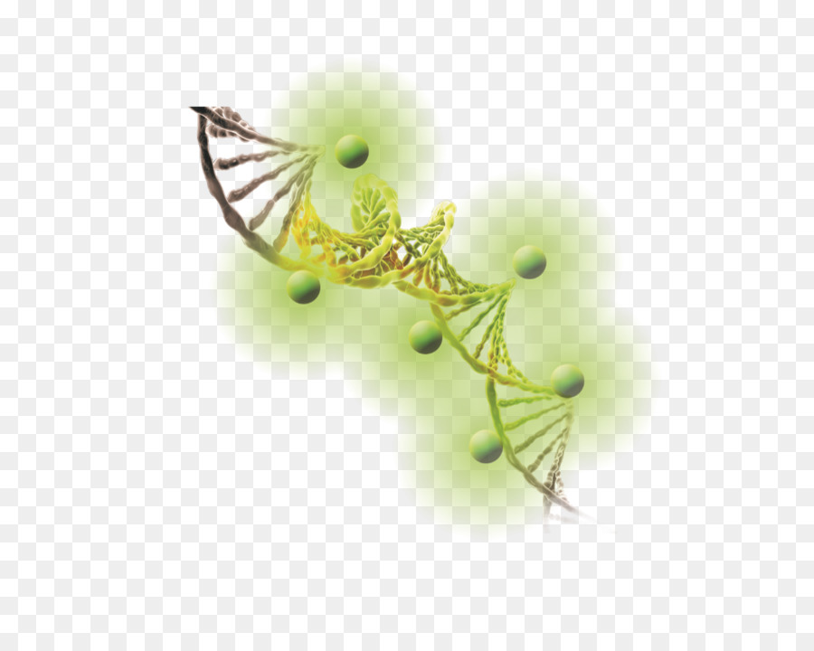 الحمض النووي，اثيديوم بروميد PNG