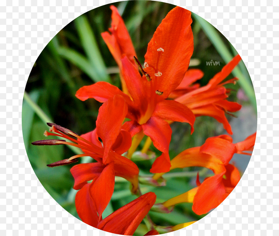 Montbretia，جوندولا PNG