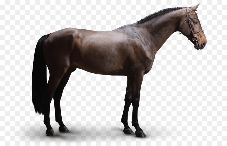 الحصان العربي，الهولندي Warmblood PNG