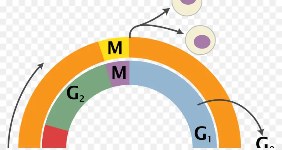 دورة الخلية，الخلية PNG