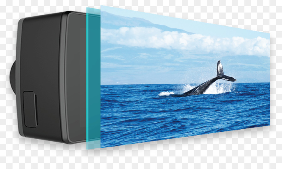 المحيط，رتبة الحيتان PNG