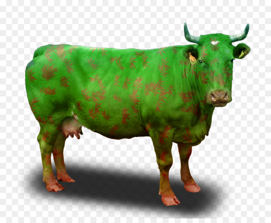 الأبقار，الماشية PNG