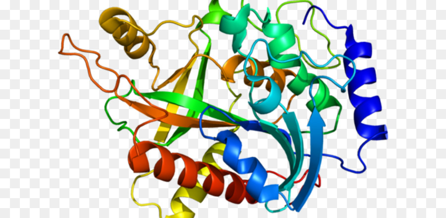 C1galt1，البروتين PNG