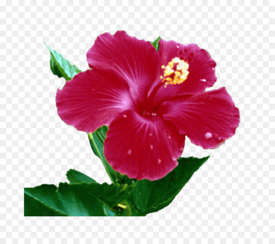 Shoblackplant，Fleurs Des Iles PNG