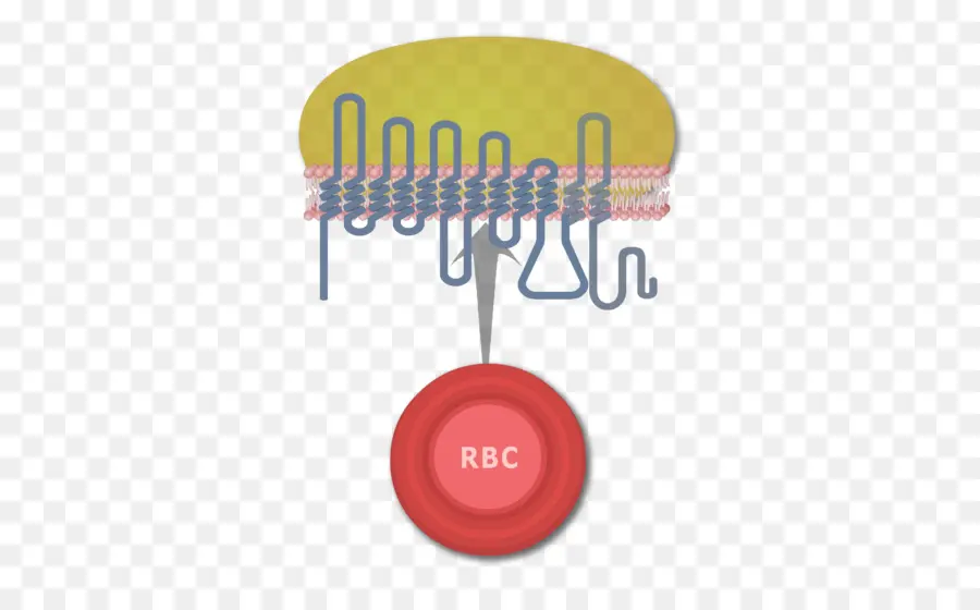 Rh فصيلة الدم النظام，الدم PNG