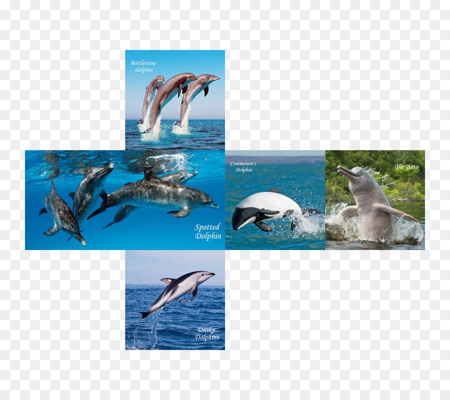 Wholphin，رصدت الدلافين PNG