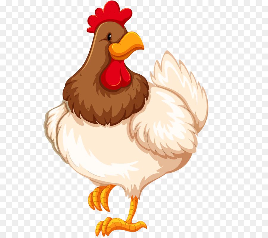 الدجاج, الأسهم التصوير, الدجاجة صورة بابوا نيو غينيا
