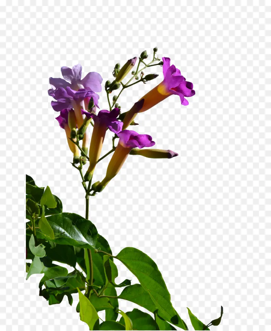 قطع الزهور，الجذعية النباتية PNG