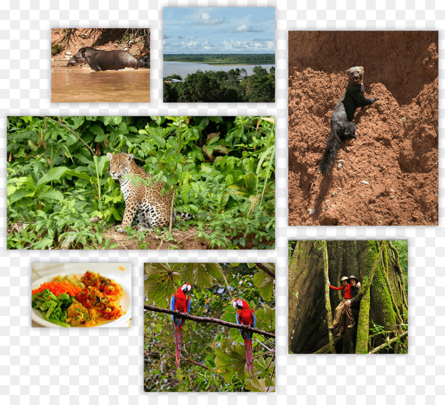 الحياة البرية，النظام البيئي PNG