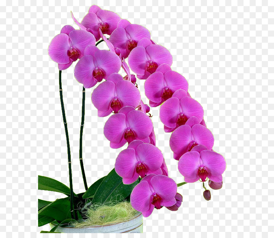 فراشة بساتين الفاكهة，Dendrobium PNG