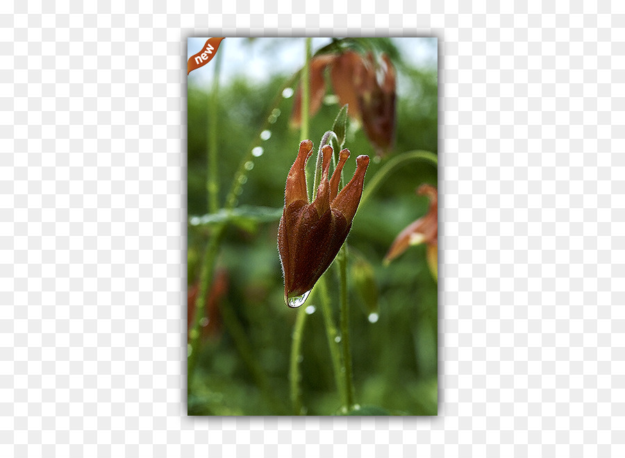 توليب，Fritillaries PNG