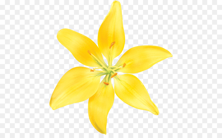 Lilium，قطع الزهور PNG