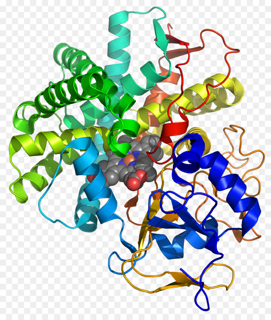 Synthase Prostacyclin，البروستاسيكلين PNG