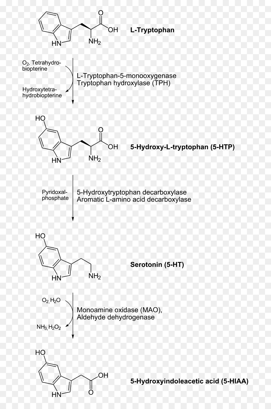 العطرية Lamino Acid Decarboxylase，الكربوكسيل PNG