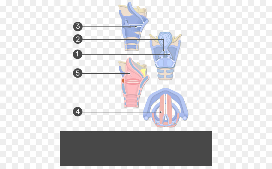 المسمارية غضاريف，Arytenoid الغضروف PNG