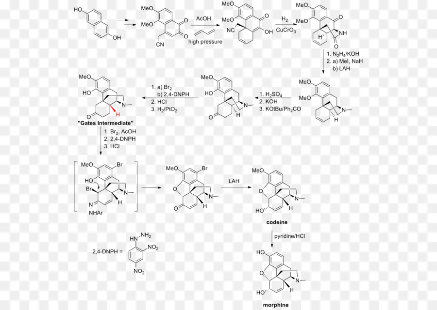 التوليف الكلي للمورفين والقلويات ذات الصلة，التوليف الكلي PNG
