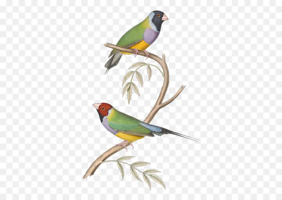 العصافير，الطيور PNG