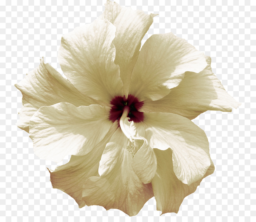 Halberdleaf Rosemallow，Shoeblackplant PNG