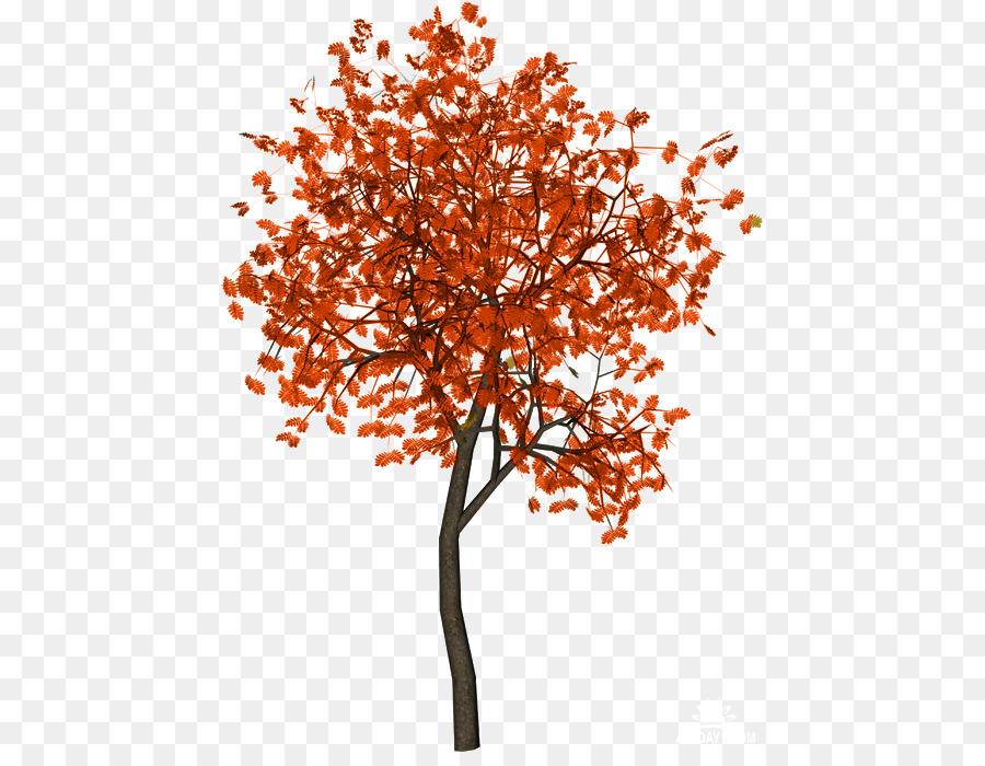 شجرة，فرع PNG