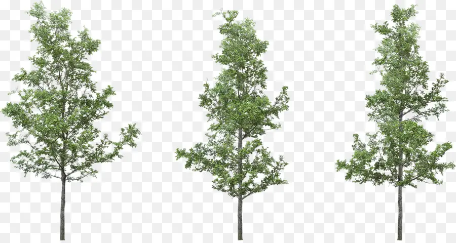شجرة，البتولا الفضية PNG