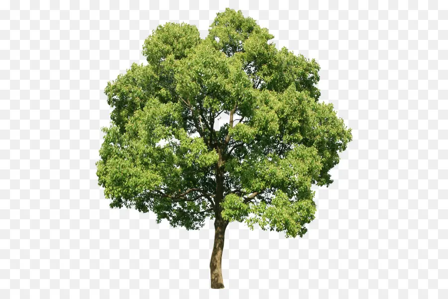 شجرة，القيقب الفضي PNG