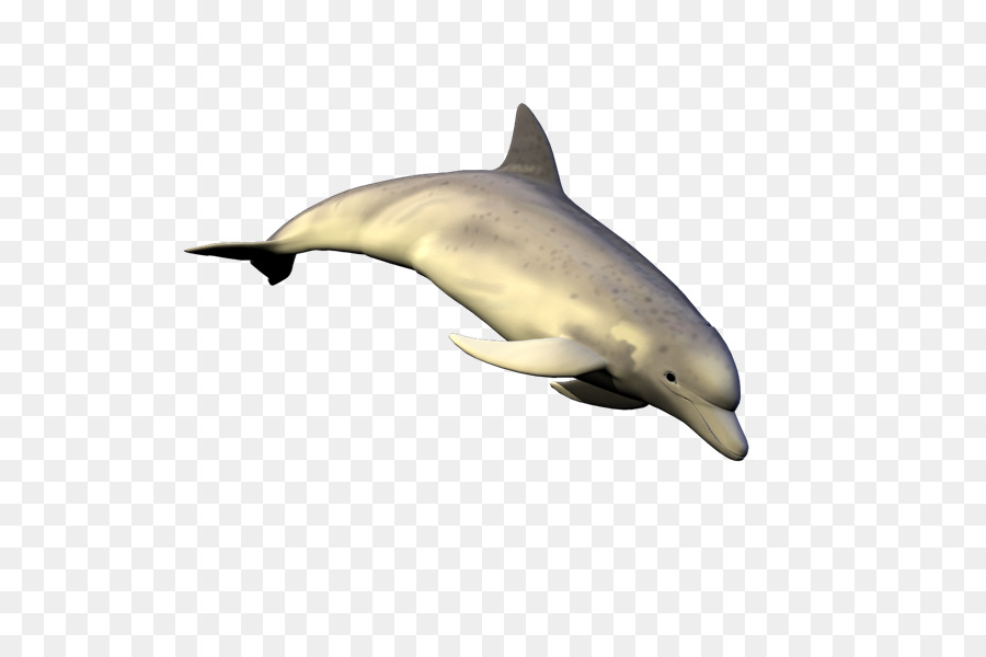 مخطط دلفين，المشتركة للدلافين PNG